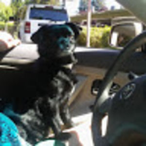 Meet your Posher, Shelby